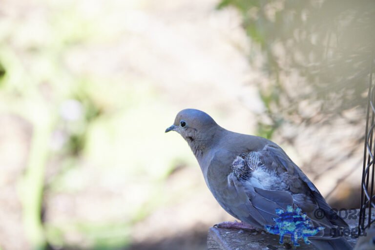 Injured Dove