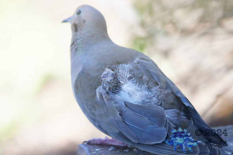 Injured Dove