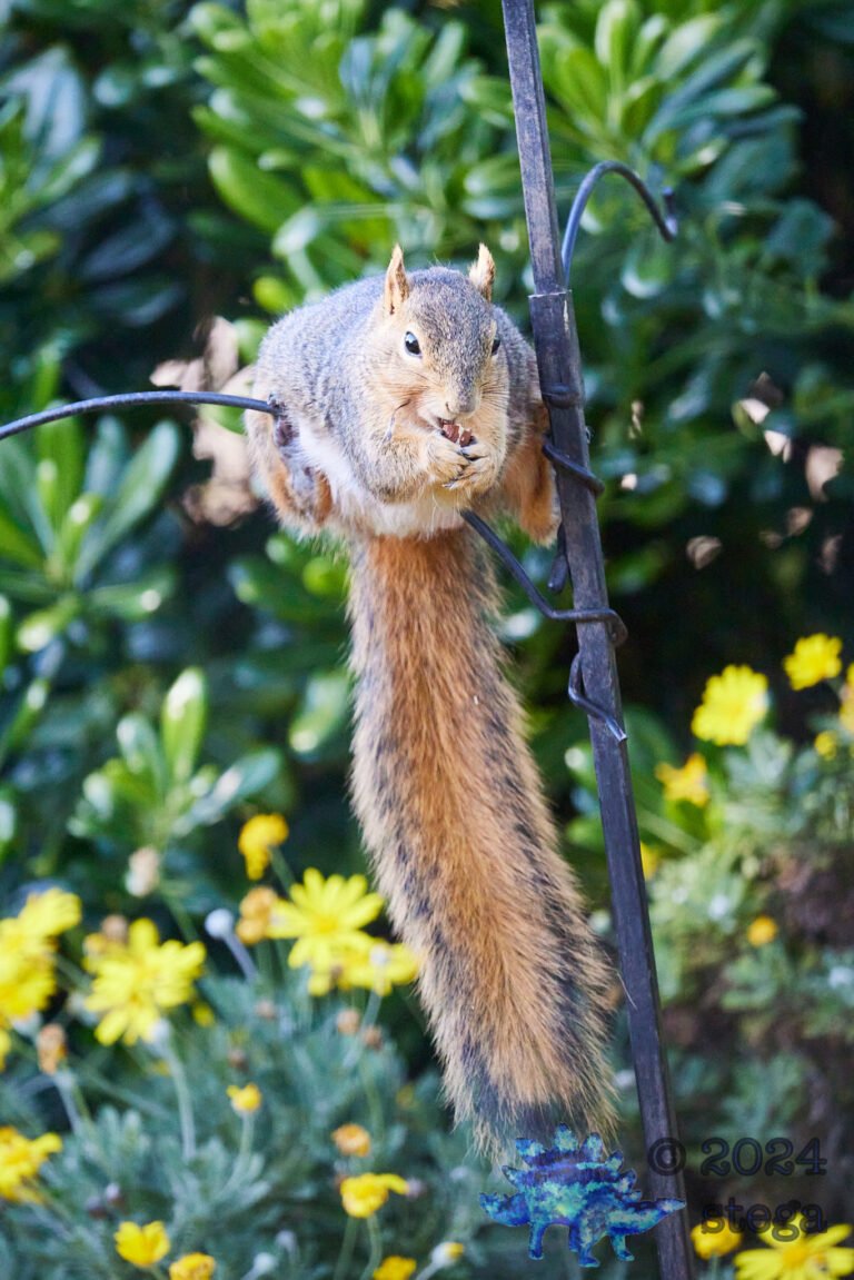 Fox Squirrel