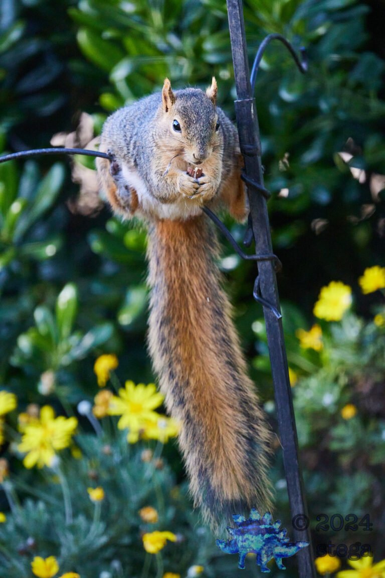 Fox Squirrel