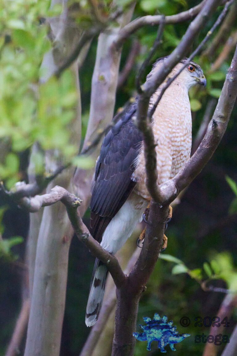 Cooper’s hawk