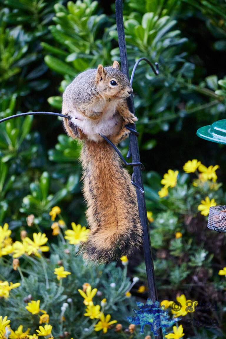 Fox Squirrel