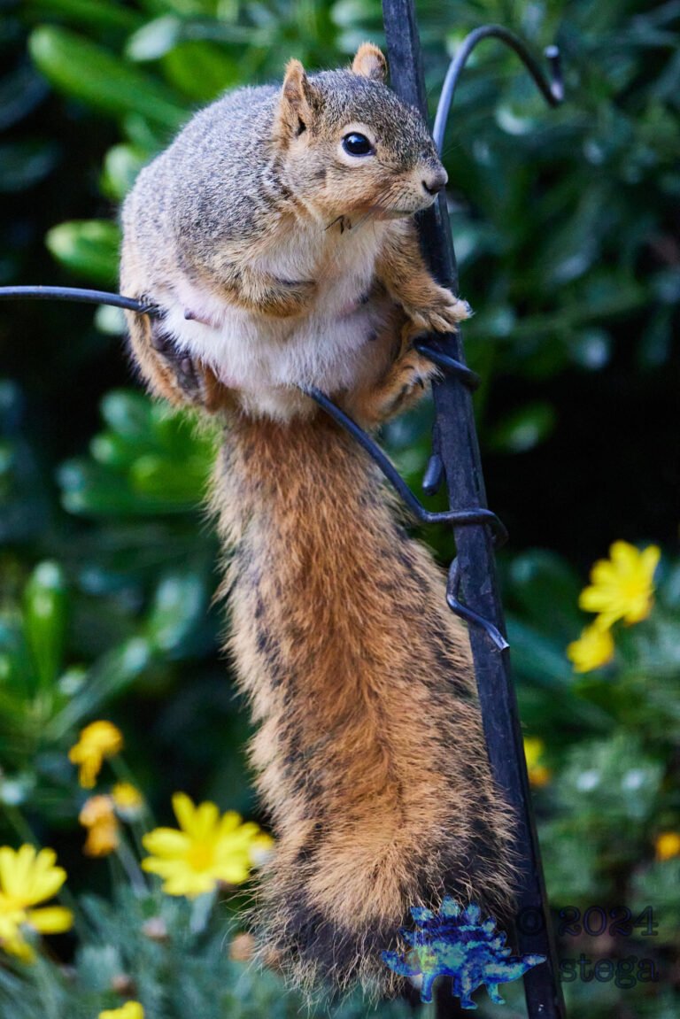 Fox Squirrel