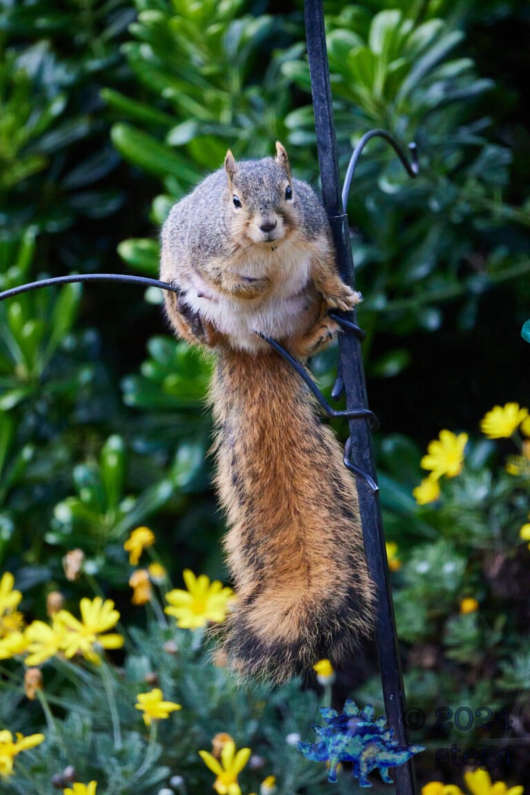 Fox Squirrel