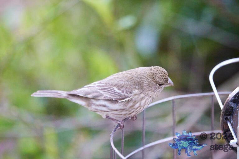 House Finch