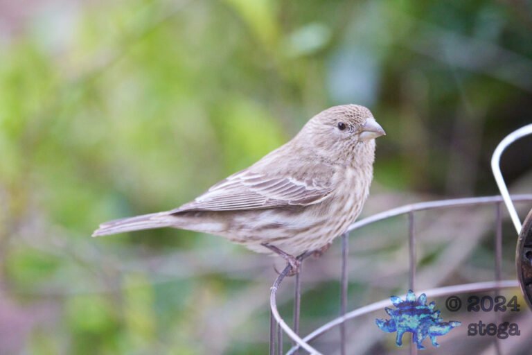 House Finch