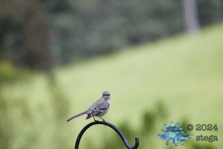 House Finch