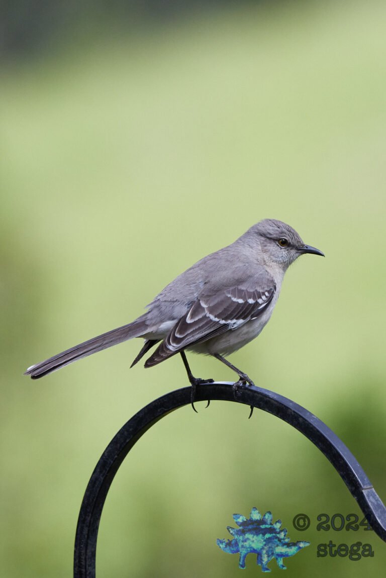 Northern Mockingbird