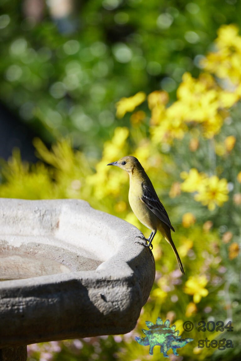Hooded Oriole