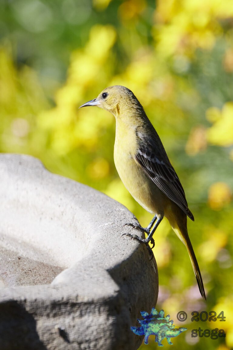 Hooded Oriole