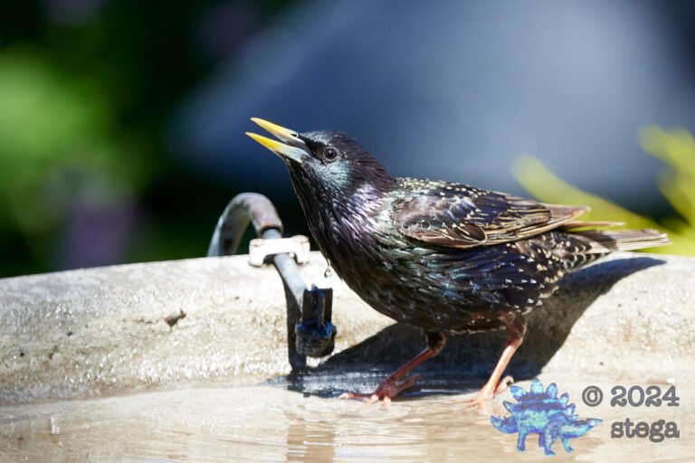 European Starling