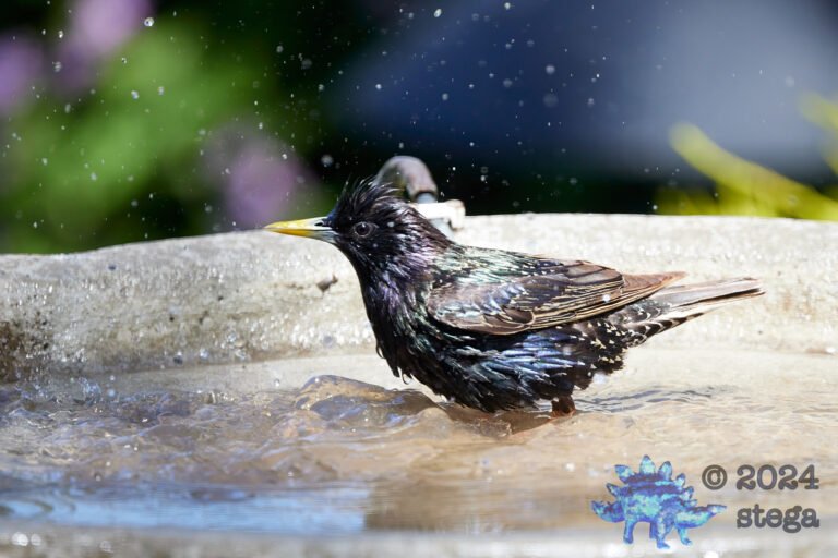 European Starling