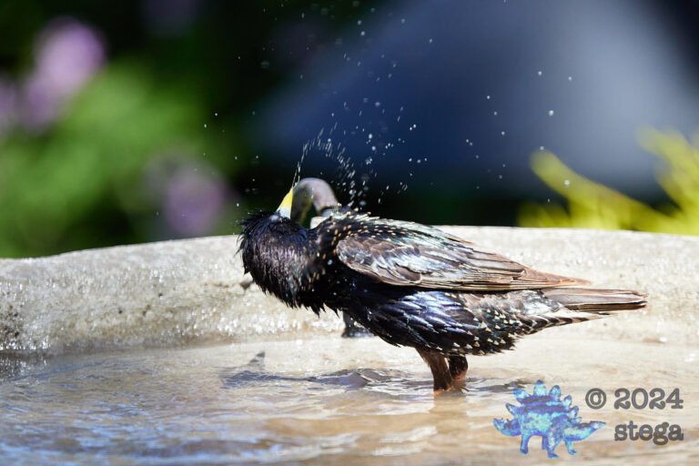 European Starling