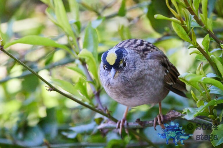 Gold-Crowned Sparrow