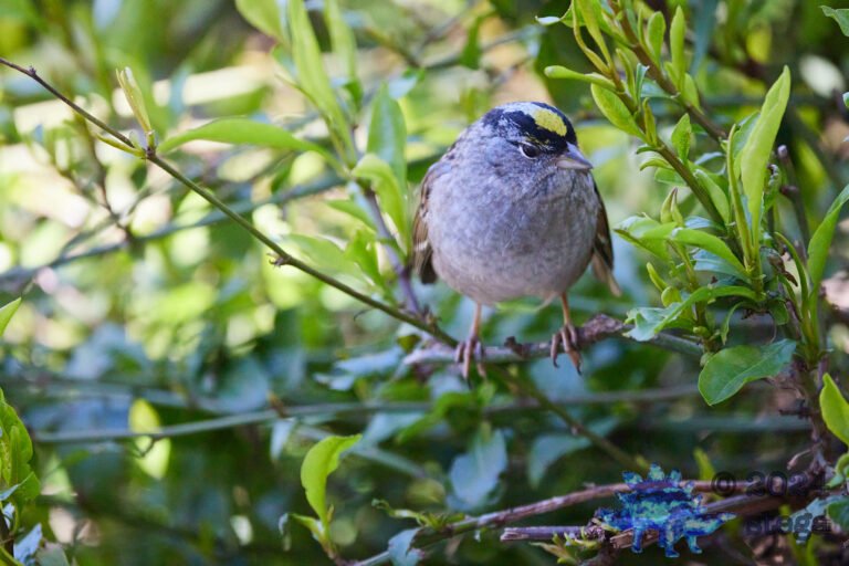 Gold-Crowned Sparrow