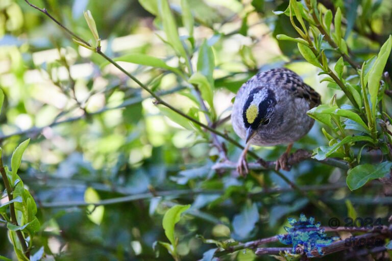 Gold-Crowned Sparrow
