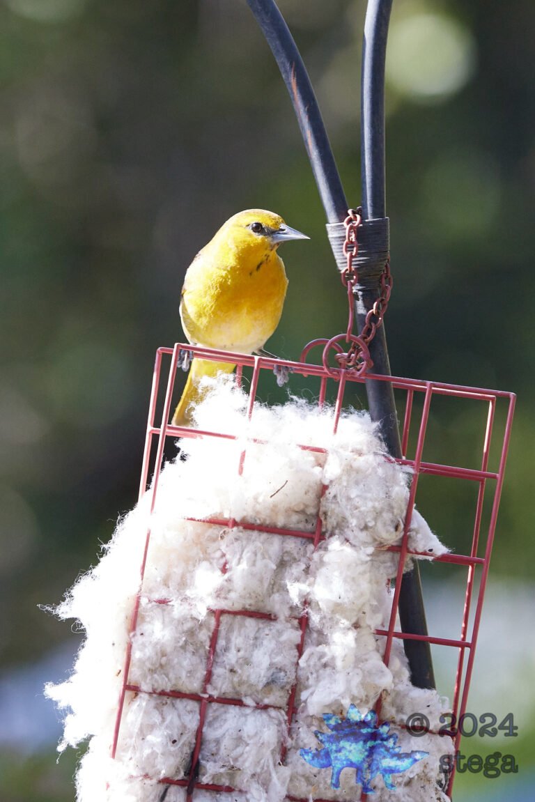 Hooded Oriole