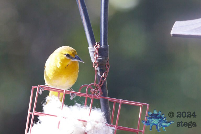 Hooded Oriole
