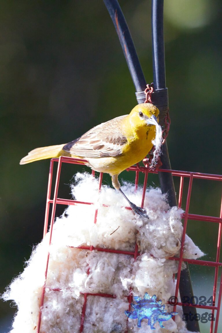 Hooded Oriole
