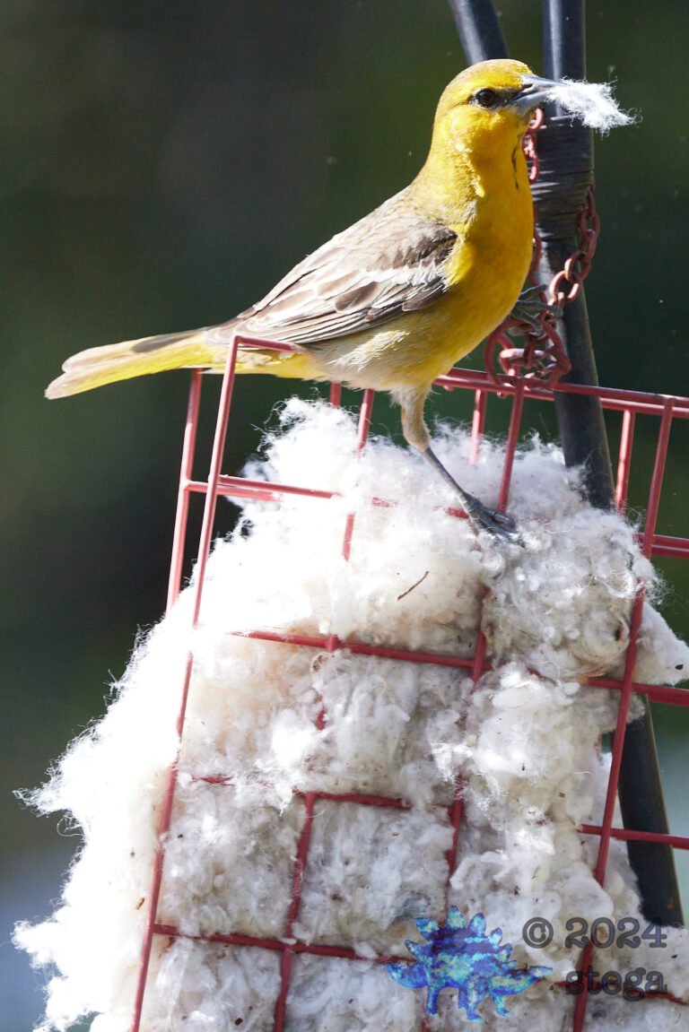 Hooded Oriole