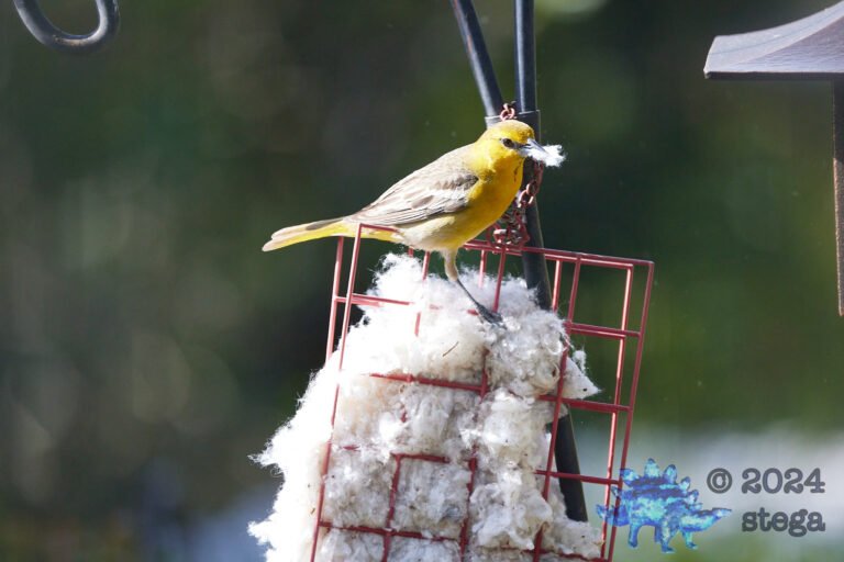 Hooded Oriole