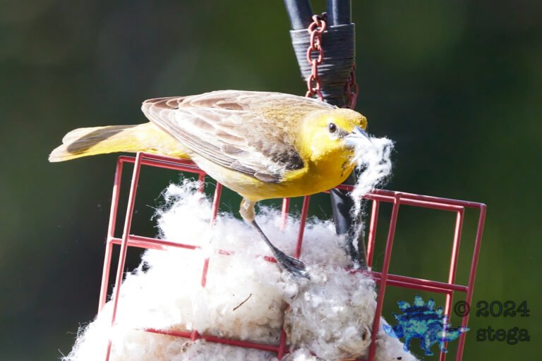 Hooded Oriole