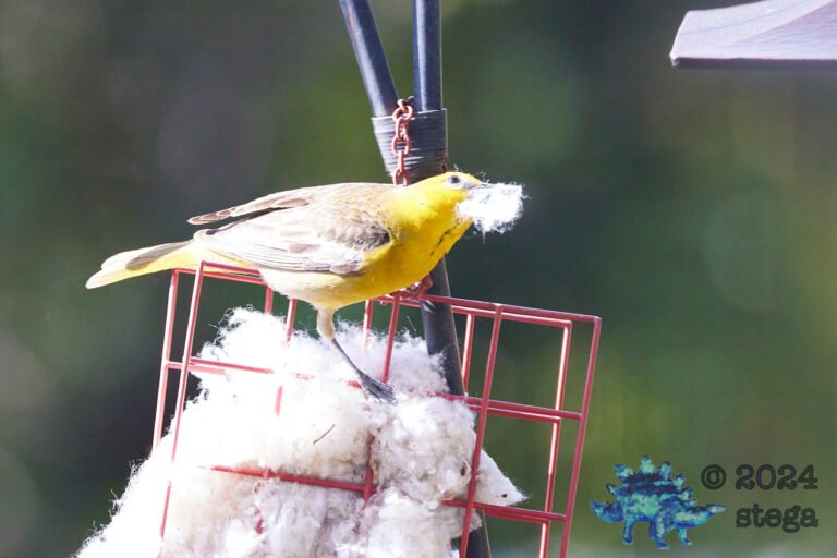 Hooded Oriole