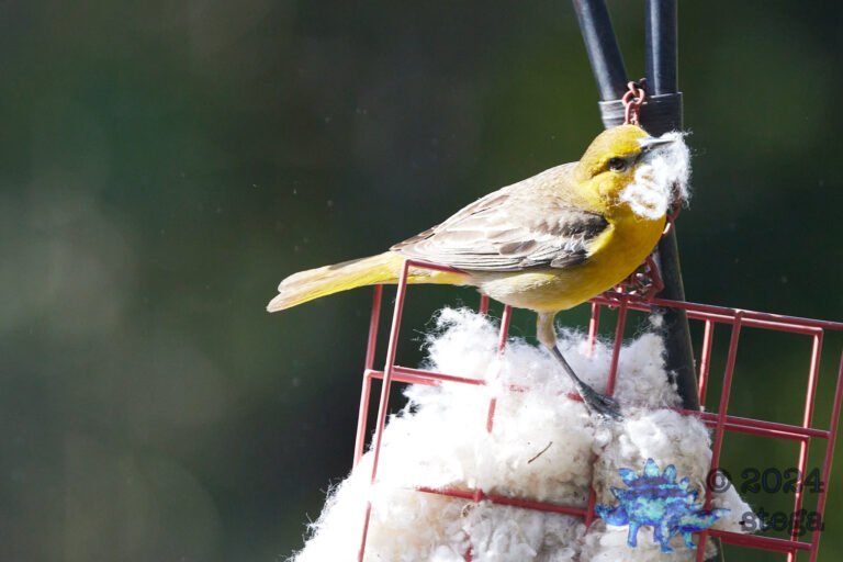 Hooded Oriole