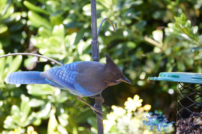 Steller’s Jay