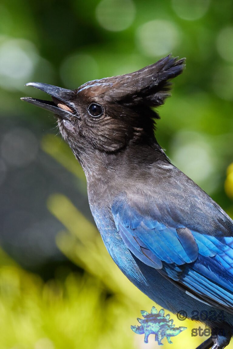 Steller’s Jay