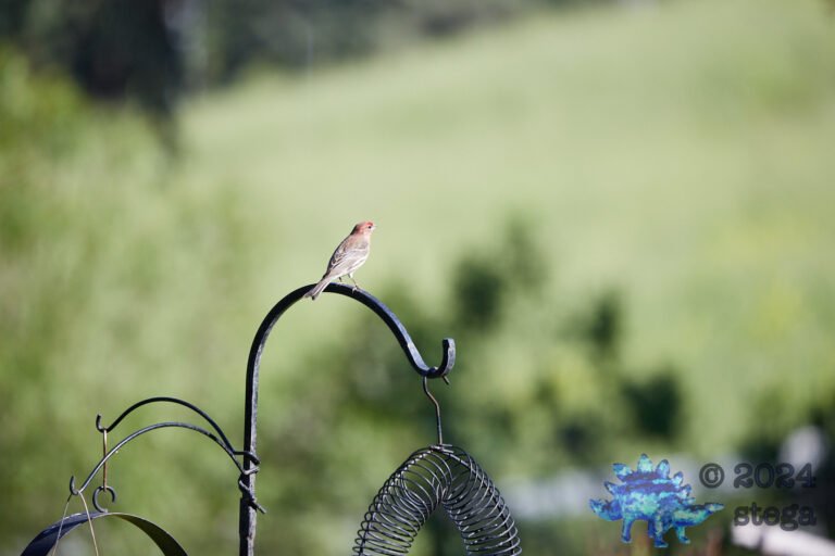 House Finch