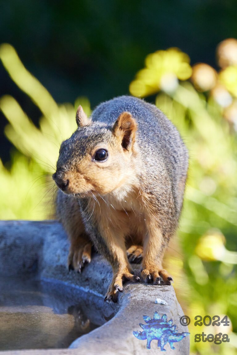 Fox Squirrel