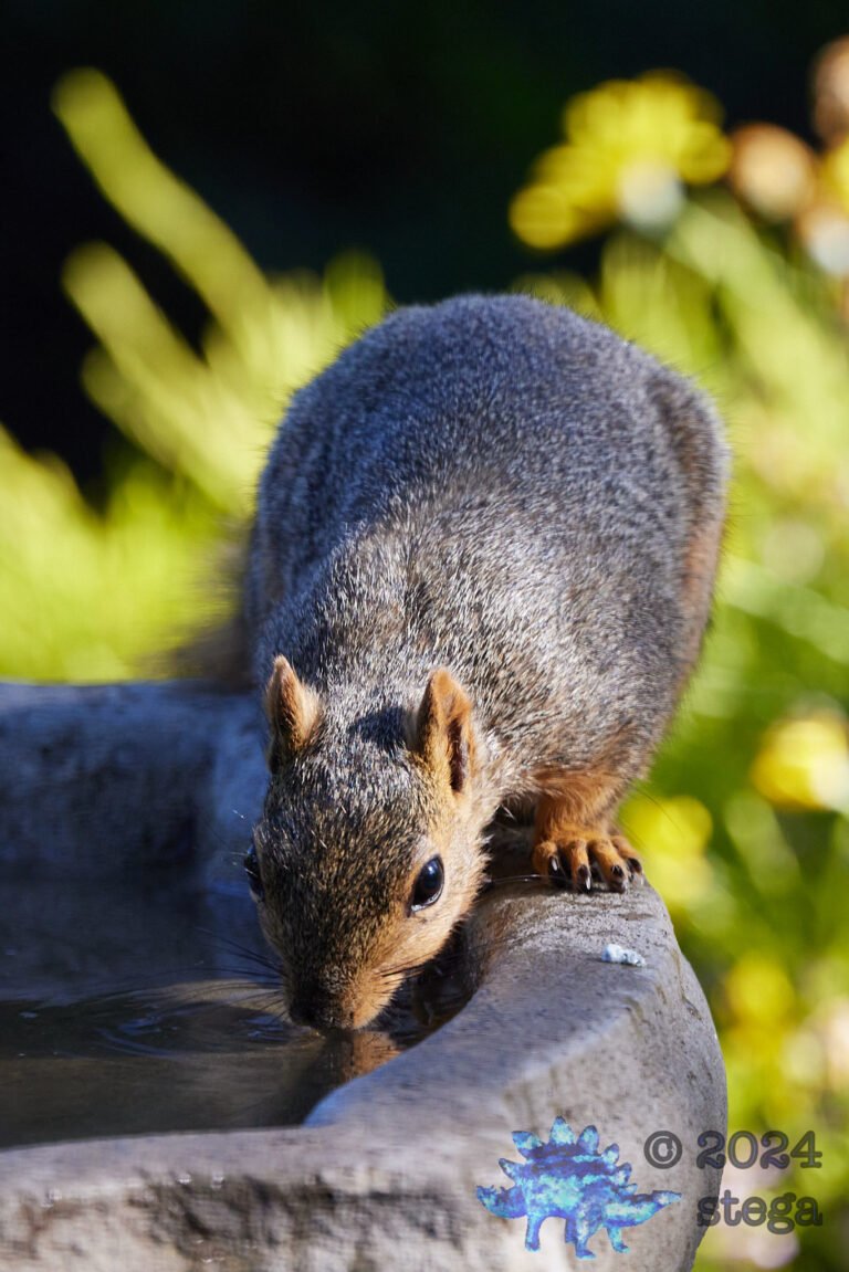 Fox Squirrel