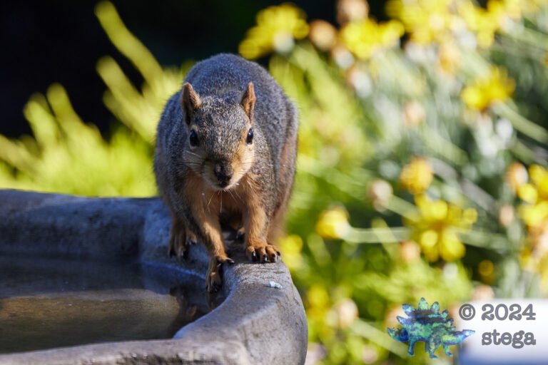 Fox Squirrel