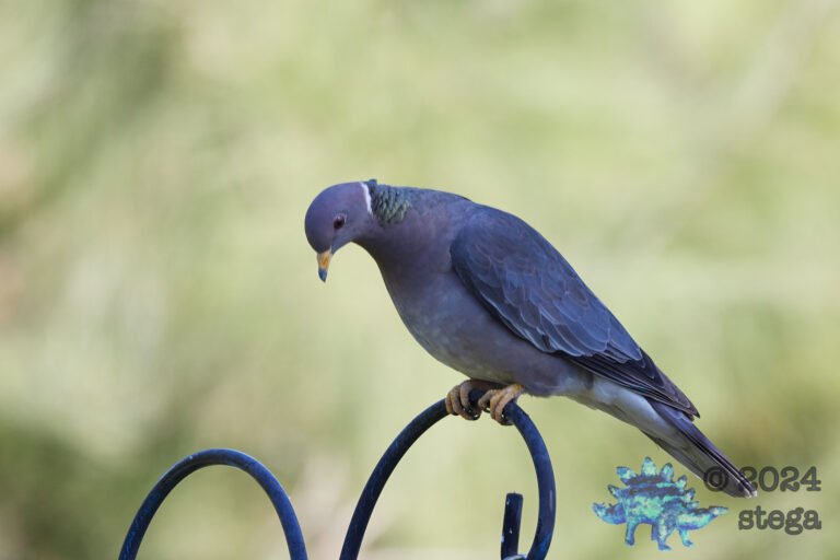 Band-Tailed Pigeon