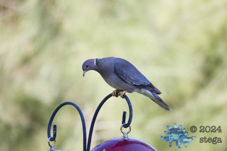 Band-Tailed Pigeon