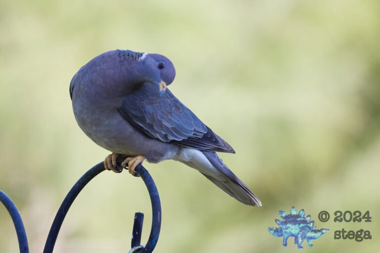 Band-Tailed Pigeon