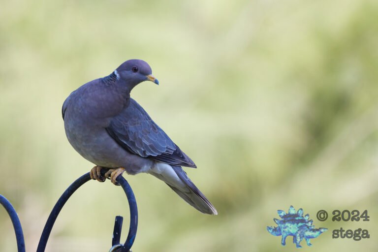 Band-Tailed Pigeon
