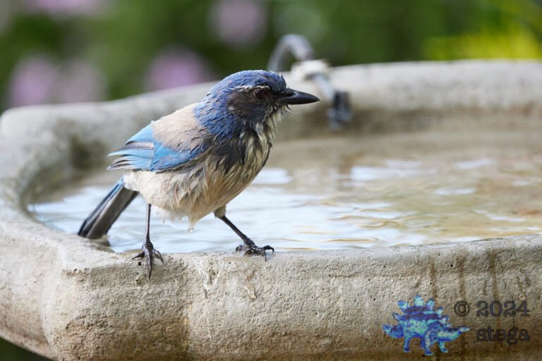 California Scrub Jay