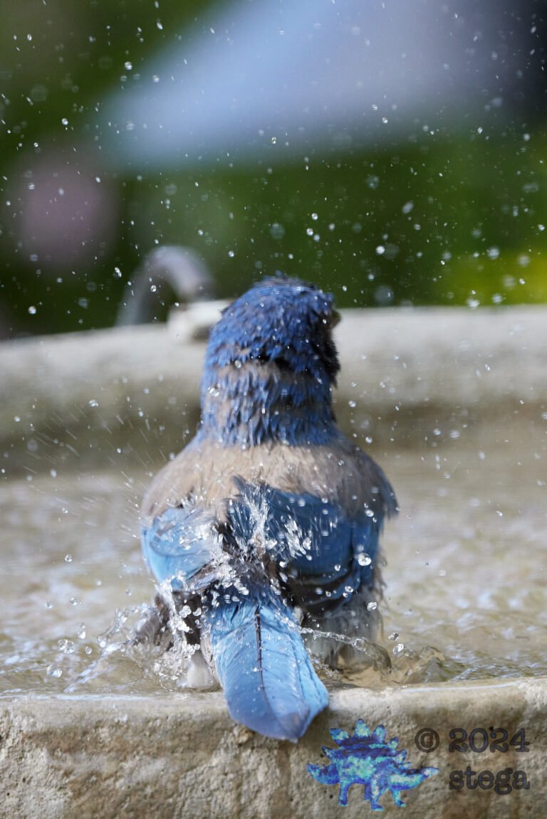 California Scrub Jay