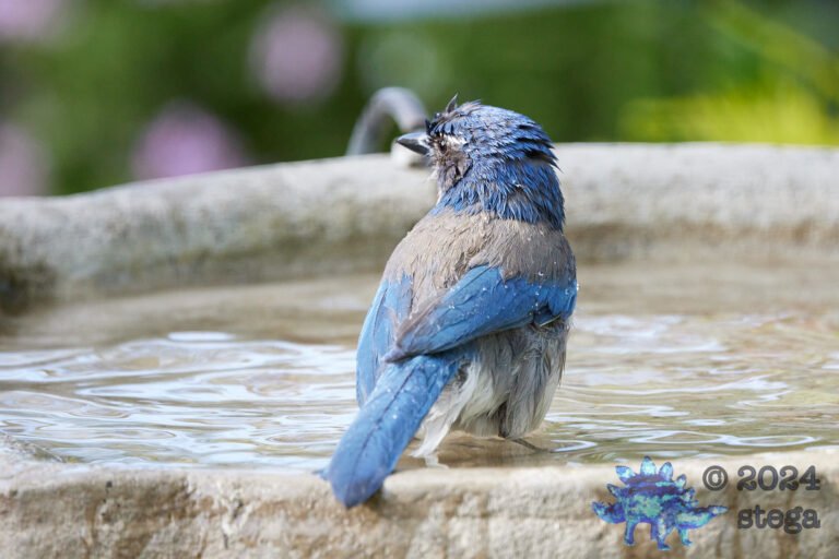 California Scrub Jay