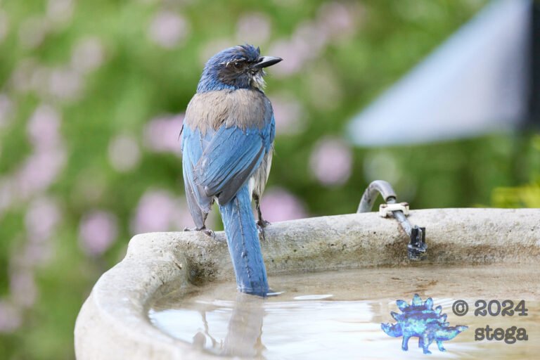 California Scrub Jay