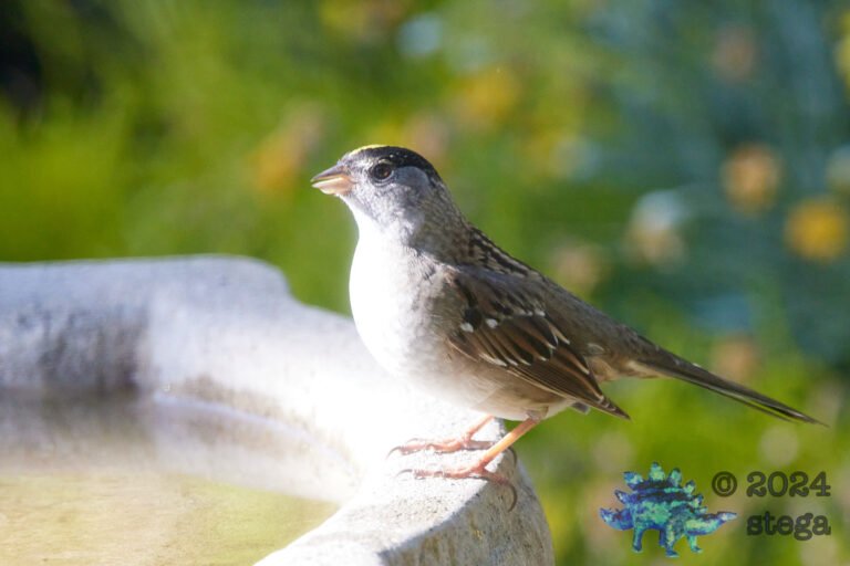 Gold-Crowned Sparrow