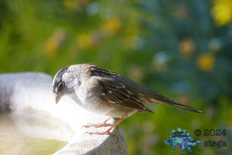 Gold-Crowned Sparrow