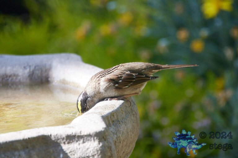 Gold-Crowned Sparrow