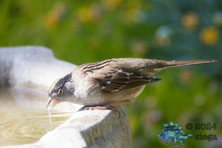 Gold-Crowned Sparrow