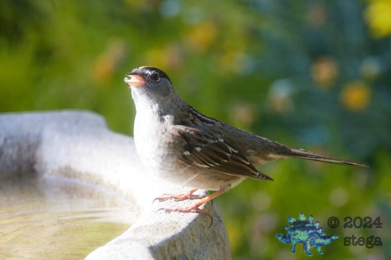 Gold-Crowned Sparrow