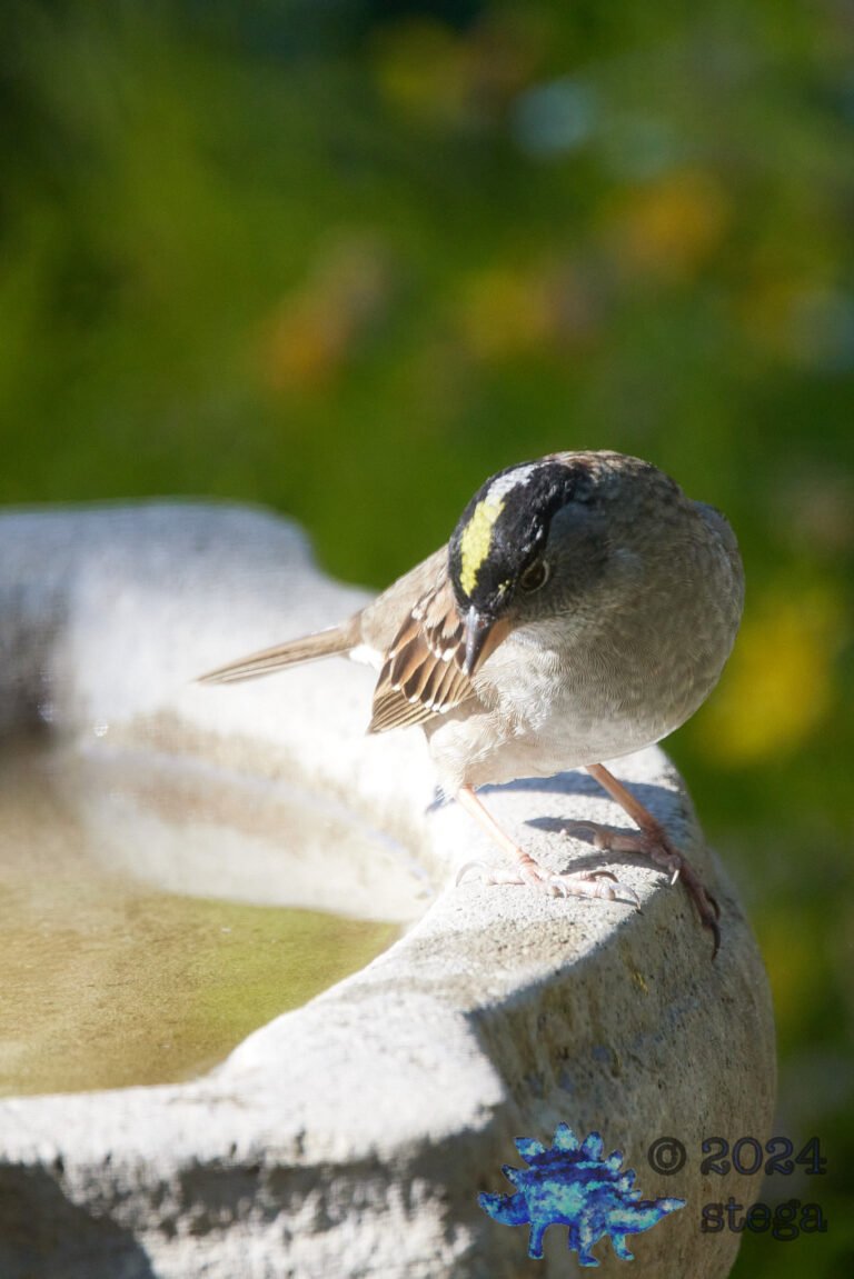 Gold-Crowned Sparrow