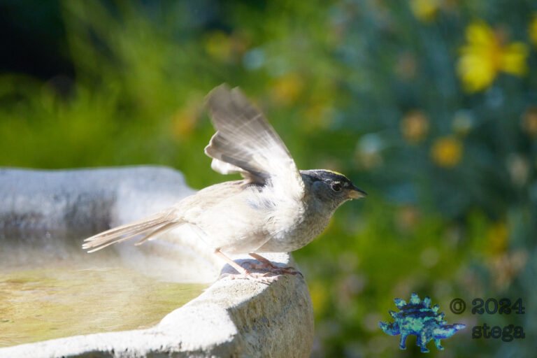 Gold-Crowned Sparrow