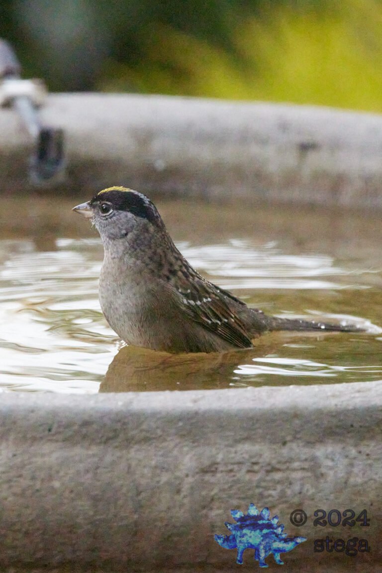 Gold-Crowned Sparrow